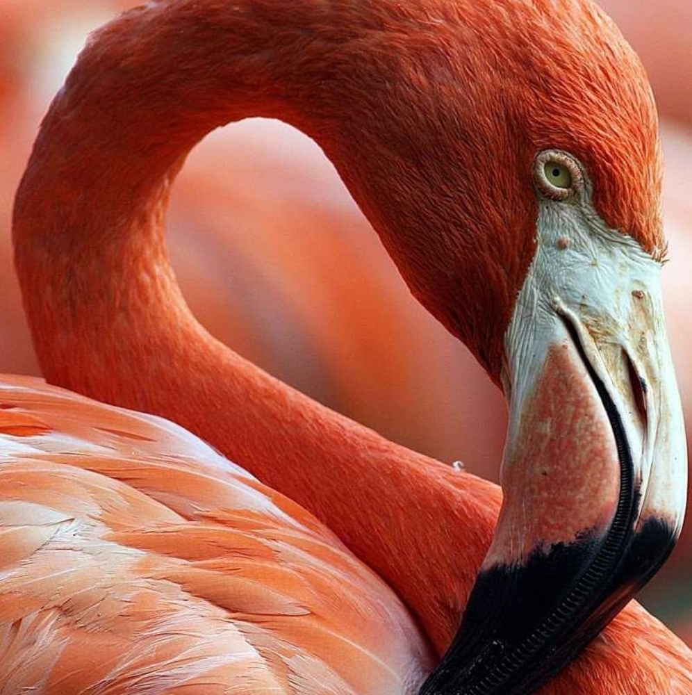 Meet your Posher, Layla